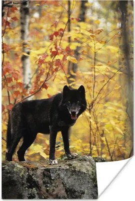 Produktbild von MuchoWow® Poster Wolf - Fels - Baum 20x30 cm - Papierdruck
