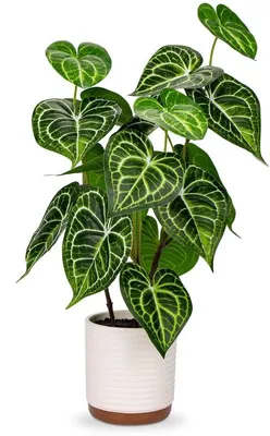 Obrázek produktu pro Umělá dekorace 55 cm Anthurium Crystallinum pokojová rostlina v keramickém květináči