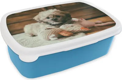 Produktbild von KitchenYeah® Lunchbox Brotzeit Brotdose 17x11 cm Ein Shih Tzu-Hund, der auf dem Boden kuschelt Kinder Brotzeitdose - Lunch - Kunststoff  - Brotbüchse - Sandwichbox - Lunchbox für Kinder