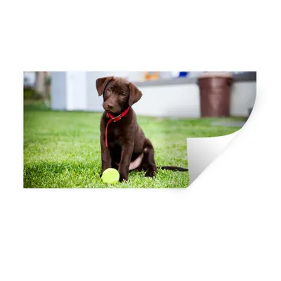 Produktbild von MuchoWow® Wandtattoo Wandsticker Wandaufkleber Labrador Retriever Welpe mit einem Tennisball 80x40 cm Selbstklebend und Repositionierbar - Aufkleber
