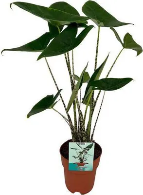 Produktbild von Alocasia Zebrina Elefantenohr Ø19cm H75cm Tropische Zimmerpflanze pflegeleicht