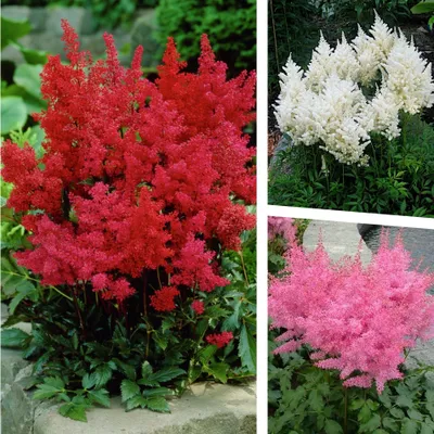 Produktbild von Stauden Gänge 3 x Astilbe arendsii Kollektion - Prachtspiere - in Rot Rosa Weiß - Farbige Blütenwolken für schattige Beete - Sehr Bienenfreundlich