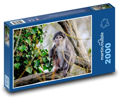 Zdjęcie produktu dla Puzzle 2000 Mangabej na wolności - martinpuzzle