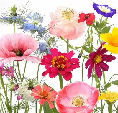Produktbild von 20 Servietten Wildflower Garden - Wildblumen im Garten 33x33cm
