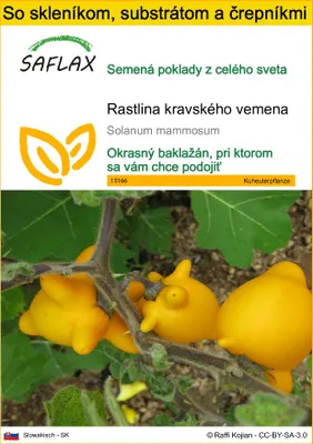 Obrázok produktu pre SAFLAX Kultivačný set - rastlina kravského vemena - Solanum mammosum - 10 Semená - S mini skleníkom, pestovateľským substrátom a 2 črepníkmi