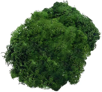 Obrázok produktu pre KNORR prandell 216694462 Islandský mach borovicovo zelená