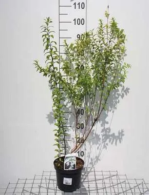Produktbild von Spiraea thunb. 'Fujino Pink' - Brautspiere  40- 60 cm - Container