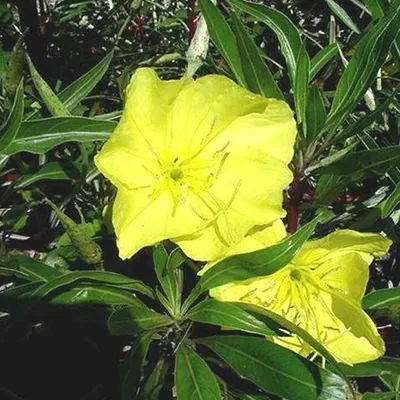 Produktbild von 6 x Missouri Nachtkerze - Oenothera macrocarpa | Topf 9cm x 9cm