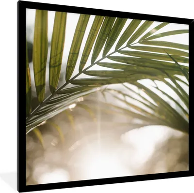 Produktbild von MuchoWow® Gerahmtes Poster Palme - Palmenblatt - Sonne - Sommer 40x40 cm - Poster mit Schwarzem Bilderrahmen Wandposter Rahmen Foto Bilder - Mit Rahmen - Wanddekoration Schlafzimmer