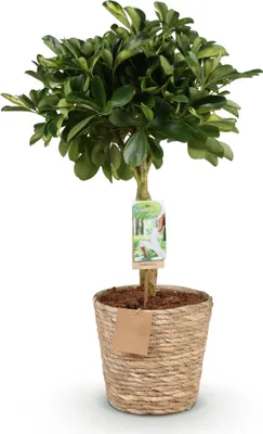 Produktbild von Schefflera Gold Capelle 70-80cm 21cm mit Korb Deko pflegeleicht Zimmerpflanze