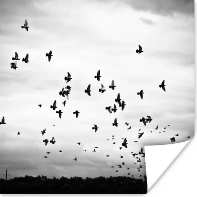 Produktbild von MuchoWow® Poster Tiere - Vögel - Wolken - Schwarz - Weiß 100x100 cm - Babyzimmer