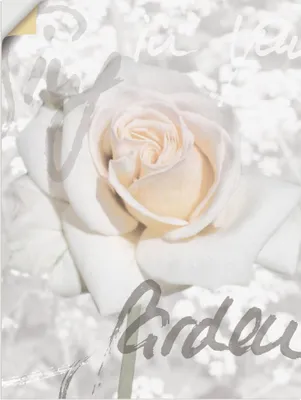 Produktbild von ARTland Wandbild, selbstklebend Rose Größe: 30x40 cm