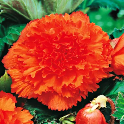Zdjęcie produktu dla Begonia Strzępiasta Pomarańczowa Orange 1 szt begonie sadzonki sadzonka