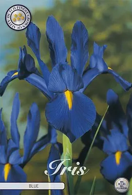 Artikelbild 2 von 'Schwertlilie Blauw (10 Stück)' aus der Kategorie Lilienzwiebeln