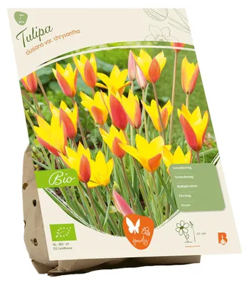 Image de Bulbes de tulipe biologiques, variété « Clusiana var. Chrysantha ».
