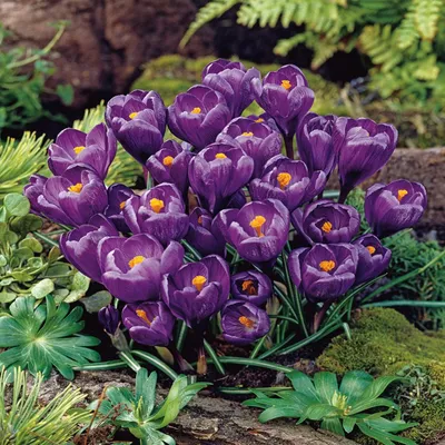 Immagine prodotto di Bulbi da fiore Bulbi Crocus a fiore grande Crocus Flower Record XXXL 10 pz.