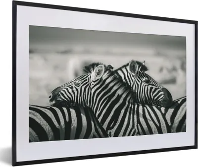 Produktbild von MuchoWow® Gerahmtes Poster Kuschelige Zebras 60x40 cm - Poster mit Schwarzem Bilderrahmen Wandposter Rahmen Foto Bilder - Schlafzimmer - Plakat in Rahmen - Drucken