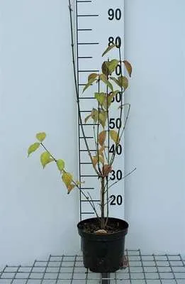 Obrázok produktu pre Cornus mas - Čerešňa kornelová Jolico 50- 60 cm kontajner