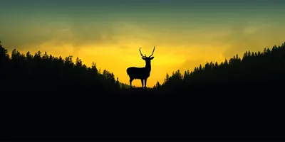 Produktbild von Tulup® Leinwandbild - 140x70 cm - Wandkunst - Drucke auf Leinwand - Leinwanddruck  - Tiere - Gelb - Hirsch