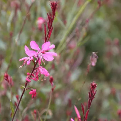 Obrázok produktu pre 6 x Prachtkerze 'Siskyou Pink' - Gaura lindheimeri 'Siskiyou Pink' | Topf 9cm x 9cm