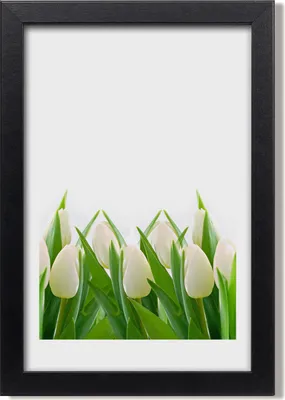 Produktbild von Bild 20x30 MDF-Rahmen, Wandkunst Weiße Tulpen