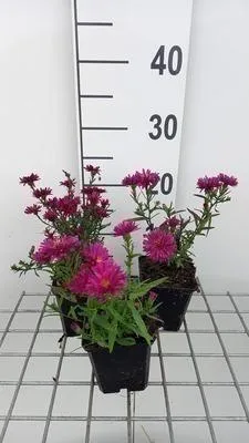 Produktbild von 6 x  Aster n.-b. 'Royal Ruby' - Herbstaster - Topf 9 x 9 cm