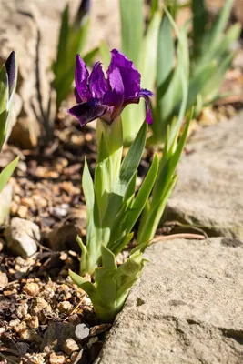 Produktbild von Iris x barb.-nana 'Cherry Garden', Zwergiris, rotviolett, ca. 9x9 cm Topf