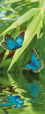 Produktbild von Wallario Poster - Schmetterlinge in Reflektion, Kunstdruck Größe: 80 x 200 cm