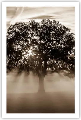 Produktbild von Poster - Poster ohne Rahmen - Baum Feld Natur - 61x91,5 cm - Wand Bild - Wanddeko - Wandbilder - Kunstposter - Wandposter - Bilder - Kunstdruck - Wanddekoration - Wandbild - P2XPA61x91-3811
