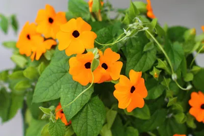 Produktbild von 100 Samen Schwarzäugige Susanne Orange – Thunbergia alata | Kletterpflanze