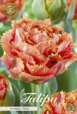 Artikelbild 1 von 'Tulpe Brisbane (7 Stück)' aus der Kategorie Tulpenzwiebeln