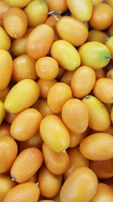 Image de Citrus fortunella margarita greffé sur Volkameriana / Kumquat ovale