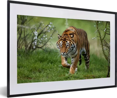 Produktbild von MuchoWow® Gerahmtes Poster Nahaufnahme eines Sumatra-Tigers 60x40 cm - Poster mit Schwarzem Bilderrahmen Wandposter Rahmen Foto Bilder - Schlafzimmer - Plakat in Rahmen - Drucken