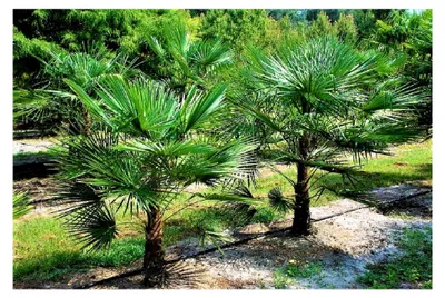 Produktbild von Frostharte Trachycarpus geminisectus bis 160 cm, frostbeständig bis -19 Grad