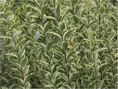 Produktbild von Stauden Gänge 100 x Ligustrum ovalifolium 'Argenteum' - Weißbunter Liguster - Stilvolle Hecken für ein edles Gartenbild - Heckenpflanze