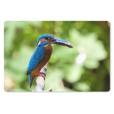 Produktbild von MuchoWow® Schreibtischunterlage Eisvogel - Fisch - Baum 60x40 cm - XXL Mauspad - Großes Mauspad