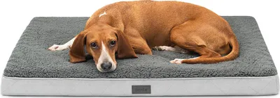 A dog lying on a dog bed.