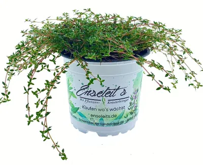 Produktbild von Enseleits Kümmel-Thymian Pflanze, Kümmelthymian,frischer Thymian