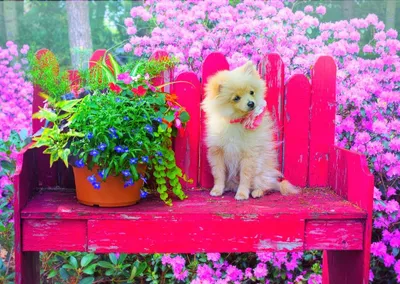 Immagine prodotto di Puzzle Bluebird Cucciolo in un giardino colorato - 500 pezzi
