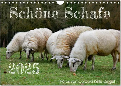 Produktbild von Schöne Schafe (Wandkalender 2025 DIN A4 quer), CALVENDO Monatskalender