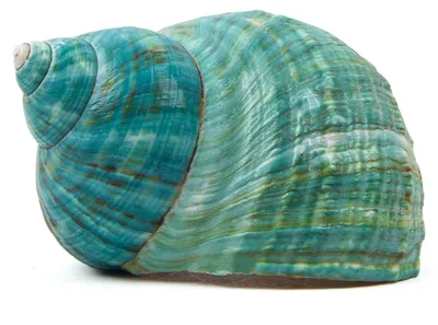 Immagine prodotto di Solidchoice - Conchiglie marine naturali, alte 10-11 cm, ideali per la decorazione