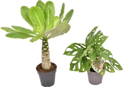 Two potted houseplants are shown against a white background.