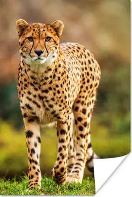 Produktbild von MuchoWow® Poster Wildtiere - Gras - Leopard - Natur 120x180 cm - Kunstposter