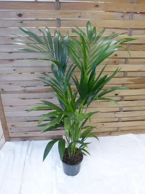 Produktbild von [Palmenlager] Howea forsteriana - Kentia Palme - 140 cm/Zimmerpflanze - Zimmerpalme