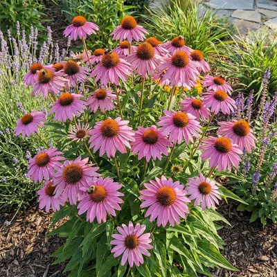 Produktbild von Echinacea p. Magnus 3er Set, rosafarben, orangebraun, 20 cm hoch, 9 cm Topf, winterhart