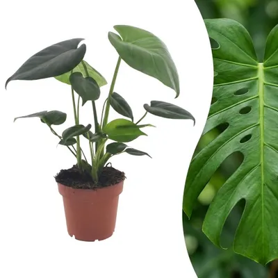 Image de Green boutiQ - Monstera Deliciosa - Gatenplant - 1 Plant - Pot 12cm - Hoogte - 30cm