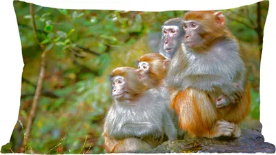 Produktbild von MuchoWow® Zierkissen Sofakissen Wohnzimmer Dekokissen 50x30 cm Affen - Steine - Wald - Wohnzimmerdekoration - Polster mit Photo