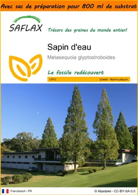Image de SAFLAX Garden in the bag - Sapin d'eau - 60 graines - Metasequoia