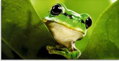 Produktbild von ARTland Glasbild Ausspähender Frosch Größe: 60x30 cm