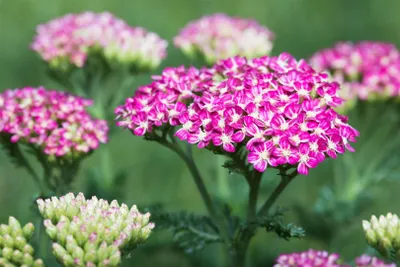 Produktbild von Achillea millefolium 'Cerise Queen', Schafgarbe, rosa, ca. 9x9 cm Topf